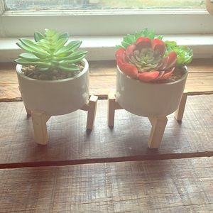 Cute little succulents
